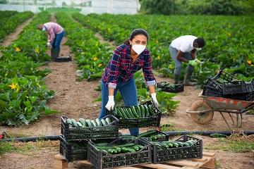 Agricoltura caporalato 360x240