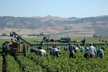 Caporalato Calderone360x240