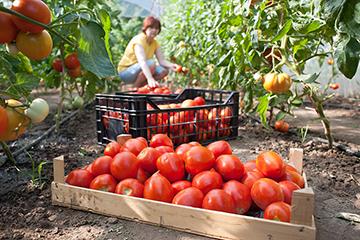 Lavoratori Stagionali