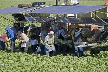 lavoratori stagionali 360x240