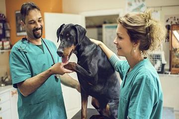 veterinari 360x240